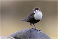 Sur son poste d' observation ..... CINCLE PLONGEUR
OISEAU
photographie  nature et faune sauvage
Daniel TRINQUECOSTES
que-nature-vive
 