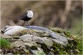 Sur un de ses perchoirs.... CINCLE PLONGEUR
OISEAU
photographie  nature et faune sauvage
Daniel TRINQUECOSTES
que-nature-vive
 