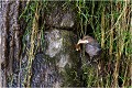 Apport de matériaux de construction dans un autre nid ....

D'autres images suivront dans " le CINCLE en 2007 " CINCLE PLONGEUR
OISEAU
photographie  nature et faune sauvage
Daniel TRINQUECOSTES
que-nature-vive
 
