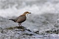 Nourritire au bec il s'apprête à monter vers le nid placé sous le tablier d'un pont. CINCLE PLONGEUR
OISEAU
Photographie de nature et de faune sauvage

Daniel TRINQUECOSTES 
Que nature vive 