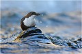 Dans l'eau bleue ..... CINCLE PLONGEUR
OISEAU
Photographie de nature et de faune sauvage

Daniel TRINQUECOSTES 
Que nature vive 