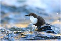 Prêt à s'envoler vers le nid .... CINCLE PLONGEUR
OISEAU
Photographie de nature et de faune sauvage

Daniel TRINQUECOSTES 
Que nature vive 