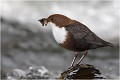 Le cincle est très routinier .... CINCLE PLONGEUR
OISEAU
Photographie de nature et de faune sauvage

Daniel TRINQUECOSTES 
Que nature vive 