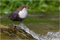 Un autre poste d'attente à proximité du même nid ... CINCLE PLONGEUR
OISEAU
Photographie de nature et de faune sauvage

Daniel TRINQUECOSTES 
Que nature vive 