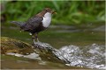  CINCLE PLONGEUR
OISEAU
Photographie de nature et de faune sauvage

Daniel TRINQUECOSTES 
Que nature vive 