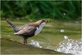 Je regarde vers mes petits qui réclament .... CINCLE PLONGEUR
OISEAU
Photographie de nature et de faune sauvage

Daniel TRINQUECOSTES 
Que nature vive 