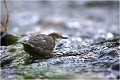 Un juvénile parfaitement autonome ! CINCLE PLONGEUR
OISEAU
Photographie de nature et de faune sauvage

Daniel TRINQUECOSTES 
Que nature vive 