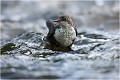 Juvénile au milieu des eaux vives ... CINCLE PLONGEUR
OISEAU
Photographie de nature et de faune sauvage

Daniel TRINQUECOSTES 
Que nature vive 