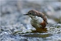 On pourrait dire qu'il affûte ! CINCLE PLONGEUR
OISEAU
Photographie de nature et de faune sauvage

Daniel TRINQUECOSTES 
Que nature vive 