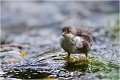 Très concentré le petit !
 CINCLE PLONGEUR
OISEAU
Photographie de nature et de faune sauvage

Daniel TRINQUECOSTES 
Que nature vive 