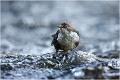 Je résiste et me cramponne et pourtant le courant est vraiment fort ! CINCLE PLONGEUR
OISEAU
Photographie de nature et de faune sauvage

Daniel TRINQUECOSTES 
Que nature vive 