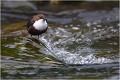  CINCLE PLONGEUR
OISEAU
Photographie de nature et de faune sauvage

Daniel TRINQUECOSTES 
Que nature vive 