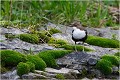  CINCLE PLONGEUR
OISEAU
Photographie de nature et de faune sauvage

Daniel TRINQUECOSTES 
Que nature vive 