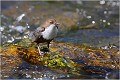 En plein soleil .... CINCLE PLONGEUR
OISEAU
Photographie de nature et de faune sauvage

Daniel TRINQUECOSTES 
Que nature vive 