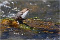 Dans une telle lumière ,il faut savoir en profiter .... CINCLE PLONGEUR
OISEAU
Photographie de nature et de faune sauvage

Daniel TRINQUECOSTES 
Que nature vive 