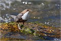  CINCLE PLONGEUR
OISEAU
Photographie de nature et de faune sauvage

Daniel TRINQUECOSTES 
Que nature vive 