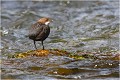  CINCLE PLONGEUR
OISEAU
Photographie de nature et de faune sauvage

Daniel TRINQUECOSTES 
Que nature vive 