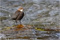  CINCLE PLONGEUR
OISEAU
Photographie de nature et de faune sauvage

Daniel TRINQUECOSTES 
Que nature vive 