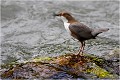 Nourriture au bec CINCLE PLONGEUR
OISEAU
Photographie de nature et de faune sauvage

Daniel TRINQUECOSTES 
Que nature vive 