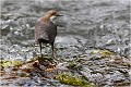  CINCLE PLONGEUR
OISEAU
Photographie de nature et de faune sauvage

Daniel TRINQUECOSTES 
Que nature vive 