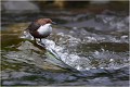  CINCLE PLONGEUR
OISEAU
Photographie de nature et de faune sauvage

Daniel TRINQUECOSTES 
Que nature vive 