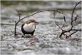  CINCLE PLONGEUR
OISEAUX
Photographie de nature et de faune sauvage

Daniel TRINQUECOSTES
Que nature vive 