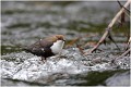  CINCLE PLONGEUR
OISEAUX
Photographie de nature et de faune sauvage

Daniel TRINQUECOSTES
Que nature vive 