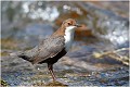  CINCLE PLONGEUR
OISEAUX
Photographie de nature et de faune sauvage

Daniel TRINQUECOSTES
Que nature vive 