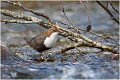 Au milieu des branches mortes qui sont venues s'amasser après une montée des eaux . CINCLE PLONGEUR
OISEAUX
Photographie de nature et de faune sauvage

Daniel TRINQUECOSTES
Que nature vive 