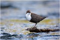 Pas fréquent de le voir ainsi sur un perchoir ! CINCLE PLONGEUR
OISEAUX
Photographie de nature et de faune sauvage

Daniel TRINQUECOSTES
Que nature vive 