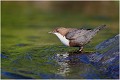  CINCLE PLONGEUR
OISEAUX
Photographie de nature et de faune sauvage

Daniel TRINQUECOSTES
Que nature vive 