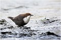 Eau grise ....... CINCLE PLONGEUR
OISEAUX
Photographie de nature et de faune sauvage

Daniel TRINQUECOSTES
Que nature vive 