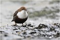 L'eau bouillonnante .... CINCLE PLONGEUR
OISEAUX
Photographie de nature et de faune sauvage

Daniel TRINQUECOSTES
Que nature vive 