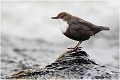 Ce rocher qui sert de perchoir se trouve selon le moment de la journée à découvert ou complétement immergé ! CINCLE PLONGEUR
OISEAUX
Photographie de nature et de faune sauvage

Daniel TRINQUECOSTES
Que nature vive 