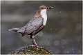 Sur cette photo et dans la série qui suit , l'oiseau est photographié sur un rocher placé sous le nid qui se trouve dans une muraille de pont à 5 mêtres au dessus du niveau de l'eau.
c'était une halte fréquente avant l'apport de nourriture . CINCLE PLONGEUR
OISEAUX
Photographie de nature et de faune sauvage

Daniel TRINQUECOSTES
Que nature vive 