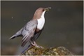 Pose détente ...... CINCLE PLONGEUR
OISEAUX
Photographie de nature et de faune sauvage

Daniel TRINQUECOSTES
Que nature vive 