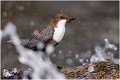 Eclaboussures ..... CINCLE PLONGEUR
OISEAUX
Photographie de nature et de faune sauvage

Daniel TRINQUECOSTES
Que nature vive 