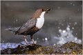  CINCLE PLONGEUR
OISEAUX
Photographie de nature et de faune sauvage

Daniel TRINQUECOSTES
Que nature vive 