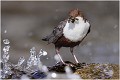 Les gouttes volantes .... CINCLE PLONGEUR
OISEAUX
Photographie de nature et de faune sauvage

Daniel TRINQUECOSTES
Que nature vive 