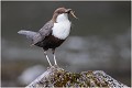 Le bec plein .... CINCLE PLONGEUR
OISEAUX
Photographie de nature et de faune sauvage

Daniel TRINQUECOSTES
Que nature vive 