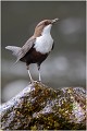 Tel une statue, sur son piédestal !
Une image à la gloire de cet oiseau ! CINCLE PLONGEUR
OISEAUX
Photographie de nature et de faune sauvage

Daniel TRINQUECOSTES
Que nature vive 