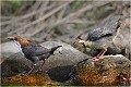 Il arrive même que l'on tourne le dos au jeune ! Cincle plongeur.
Oiseaux
Photographie de cincle.
Photographie de nature et de faune sauvage.

Daniel TRINQUECOSTES
Que nature vive 