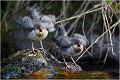 Les jeunes réclament, réclament , affamés qu' ils sont ! Cincle plongeur.
Oiseaux
Photographie de cincle.
Photographie de nature et de faune sauvage.

Daniel TRINQUECOSTES
Que nature vive 