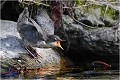 Et réclament encore ...! Cincle plongeur.
Oiseaux
Photographie de cincle.
Photographie de nature et de faune sauvage.

Daniel TRINQUECOSTES
Que nature vive 