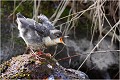 Et cela n'arrête quasiment pas ! Cincle plongeur.
Oiseaux
Photographie de cincle.
Photographie de nature et de faune sauvage.

Daniel TRINQUECOSTES
Que nature vive 