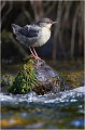 Il faut quand même s'accorder une pause et patienter ..... Cincle plongeur.
Oiseaux
Photographie de cincle.
Photographie de nature et de faune sauvage.

Daniel TRINQUECOSTES
Que nature vive 