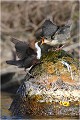 Et très vite, un des adultes revient le bec chargé de larves .... Cincle plongeur.
Oiseaux
Photographie de cincle.
Photographie de nature et de faune sauvage.

Daniel TRINQUECOSTES
Que nature vive 