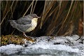 Dans l'attente au bord des eaux vives ..... Cincle plongeur.
Oiseaux
Photographie de cincle.
Photographie de nature et de faune sauvage.

Daniel TRINQUECOSTES
Que nature vive 