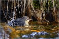 Et même dans l'eau. Il est très surprenant de voir les jeunes, fraichement sortis du nid, parfaitement adaptés à leur milieu et se comportant immédiatement comme les adultes.Ils n'hésitent absolument pas à se mettre à l'eau et ce, pourtant sans apprentissage ! Cincle plongeur.
Oiseaux
Photographie de cincle.
Photographie de nature et de faune sauvage.

Daniel TRINQUECOSTES
Que nature vive 