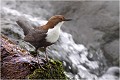 Comme souvent le voici auprés d' une chute d'eau , en attente de rejoindre le lieu de nidification . Cincle plongeur.
Oiseaux
Photographie de cincle.
Photographie de nature et de faune sauvage.

Daniel TRINQUECOSTES
Que nature vive 